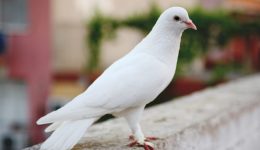 Güvercin Sözleri: Anlamlı, Etkileyici ve Sevgi Dolu Mesajlar