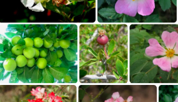 Hangisi Gülgillerden Değildir? Gülgillere Ait Bitkiler ve Meyvelerin Listesi