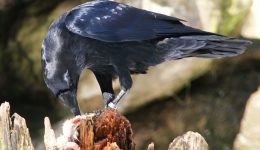 Karga Sözleri: Bilge Kuşların Gizemli Dili