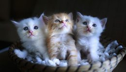 Kedi Aşkının İfadeleri: Kedi Sözleriyle Anlatılan Derin Duygular