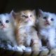 kedi-askinin-ifadeleri-kedi-sozleriyle-anlatilan-derin-duygular-10614