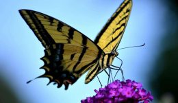 Kelebeklerin Büyüsü: Derin Sözler ve Anlamları