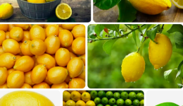 Limon Hangi Mevsimde Yetişir? Sebze mi Yoksa Meyve mi?