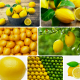 limon-hangi-mevsimde-yetisir-sebze-mi-yoksa-meyve-mi-58662