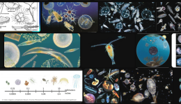 Zooplankton ve Fitoplankton Nedir? Özellikleri Nelerdir?