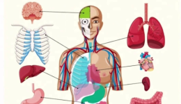 Doku ve Organ Arasındaki Fark Nedir? Doku ve Organ Tanımı
