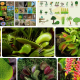 e-harfiyle-baslayan-bitkiler-sebzeler-meyveler-ve-ciceklerin-isimleri-76802