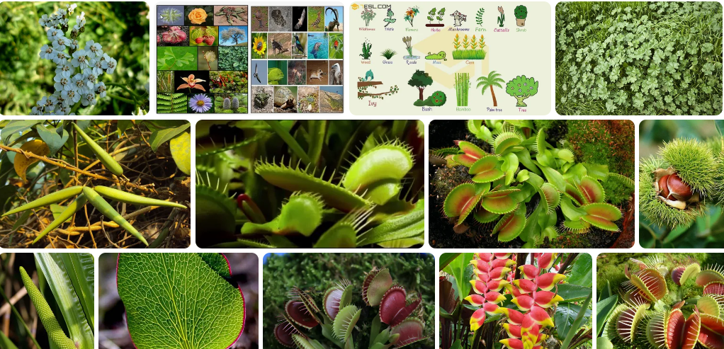 e-harfiyle-baslayan-bitkiler-sebzeler-meyveler-ve-ciceklerin-isimleri-76802