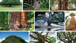 Falda Büyük Ağaç Görmek Ne Anlama Gelir?