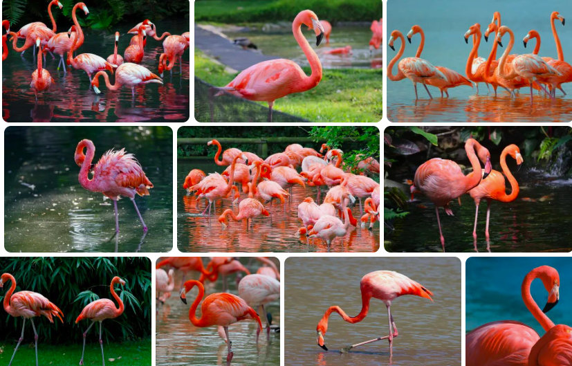 falda-flamingo-gormek-ne-anlama-gelir-5681