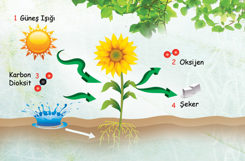 fotosentez-nedir-fotosentezi-etkileyen-faktorler-ve-yapraklarin-yesil-olma-nedeni-44911