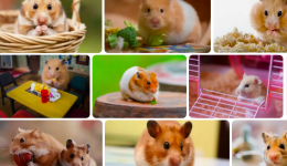 Hamster TDK Bilim ve Sanat Terimleri Sözlüğünde Hangi Adla Geçer 