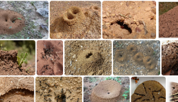 Karıncalarla Yön Bulma Nasıl Yapılır? Hangi Yönü Gösterir?