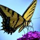 kelebeklerin-buyusu-derin-sozler-ve-anlamlari-19751